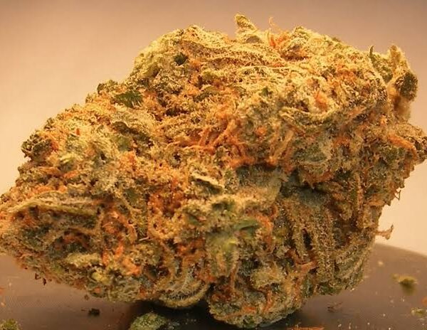 Buy Alaskan Thunder Fuck Cannabis Strain