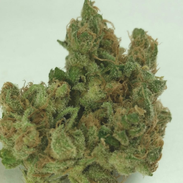 Buy Cannalope Haze Cannabis Strain