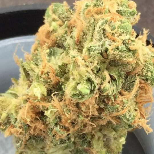Buy Cinderella 99 Marijuana Strain-UK