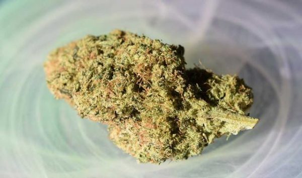 Buy Dutch Dragon Cannabis Strain -UK