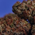 THC-Biomed-Indica-Landrace uk