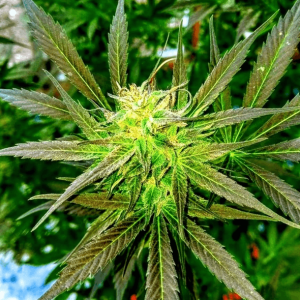 Harlequin GDP Weed Strain UK