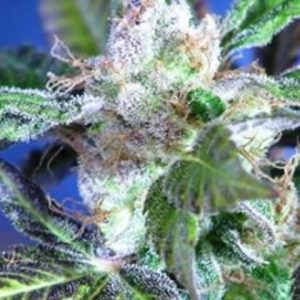 Indigo Marijuana Strain UK