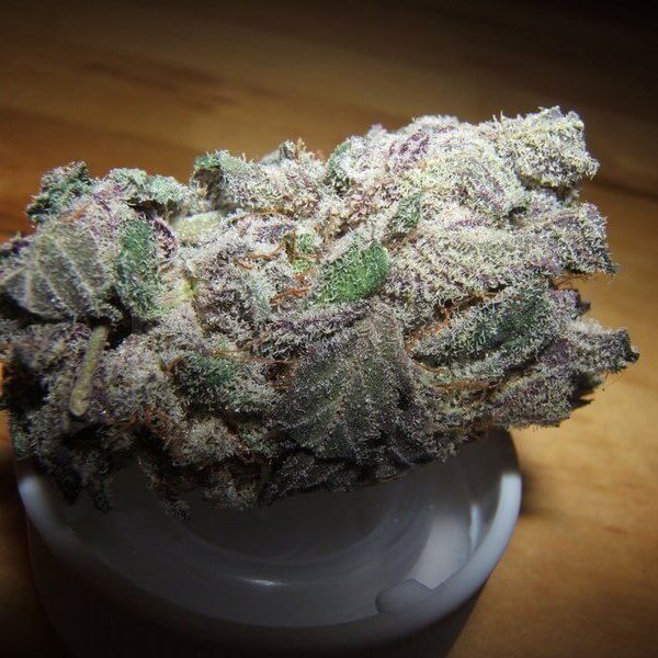 Oldtimer’s Haze Marijuana Strain