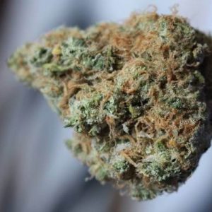 OG Malawi Haze Weed Strain