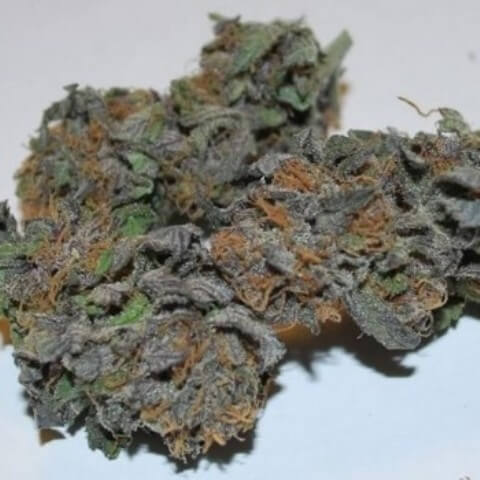 Dank Star Marijuana Strain