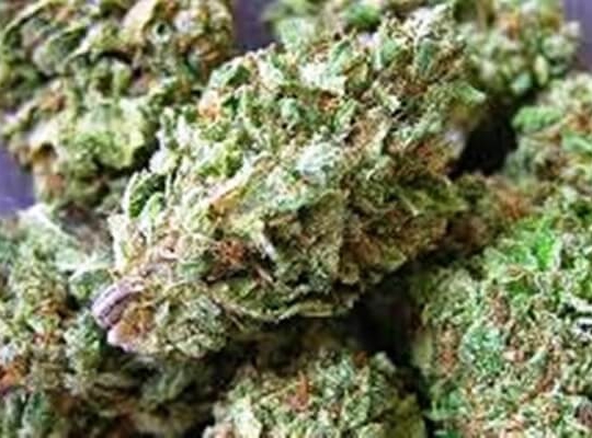 Wild Thailand Marijuana Strain
