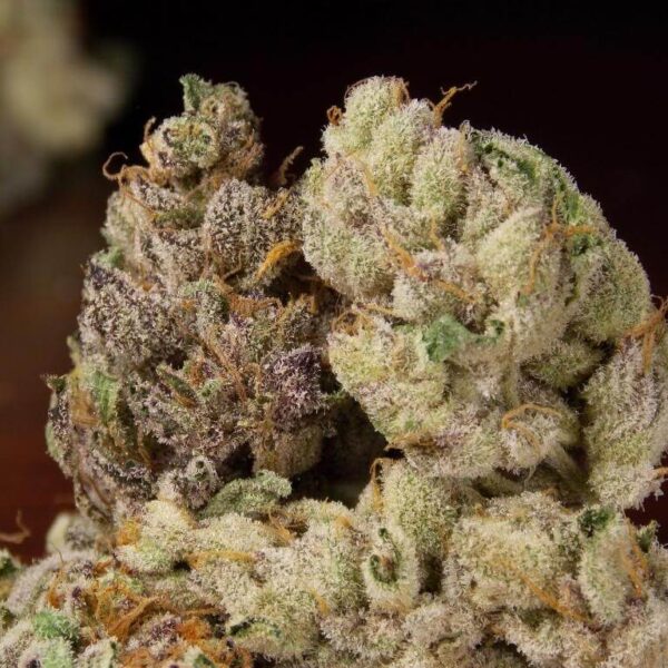 Super Girl Scout Cookies Strain