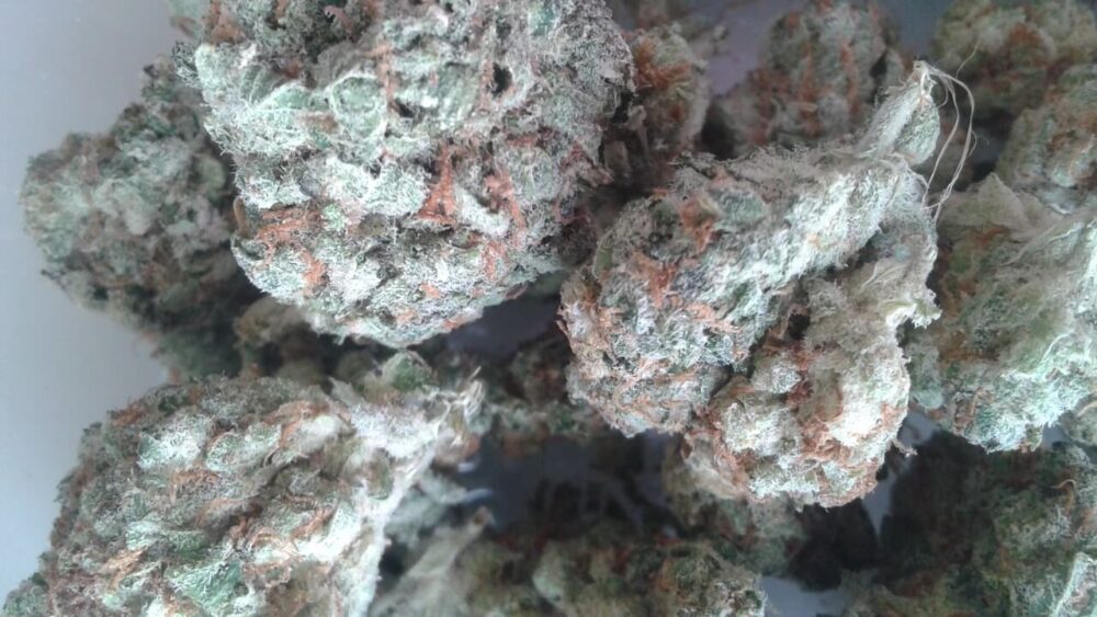 Magnificent Mile Marijuana Strain