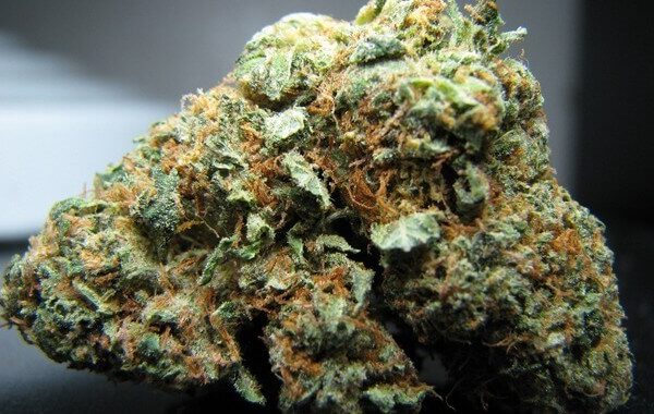 Cataract Kush Marijuana Strain