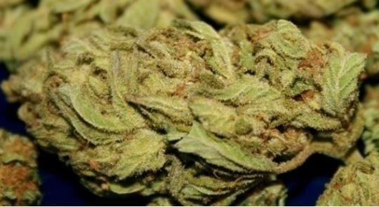 Tsunami Crush Cannabis Strain