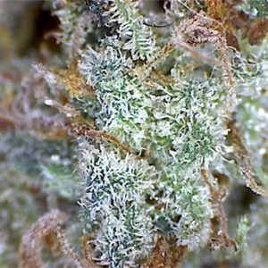 Goldberry Cannabis Strain