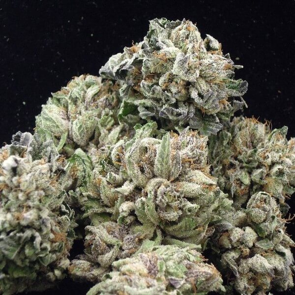 Sugar Kush Marijuana Strain