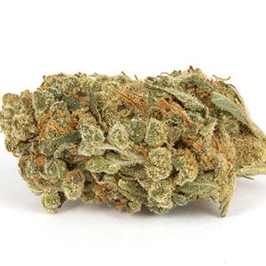 Holland Skunk Special Strain