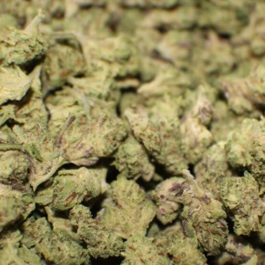 Orange Sherbet Cannabis Strain