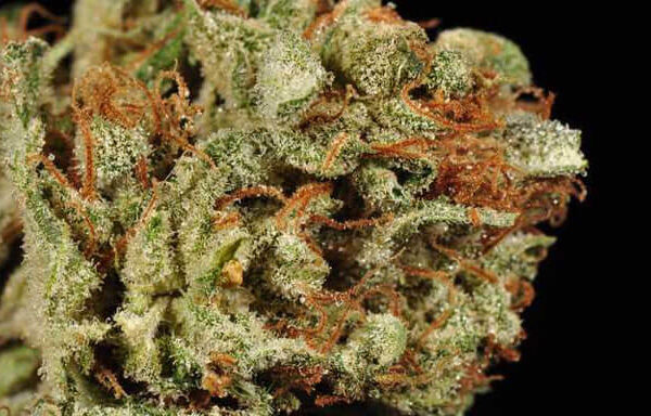 Juicy Wreck Cannabis Strain