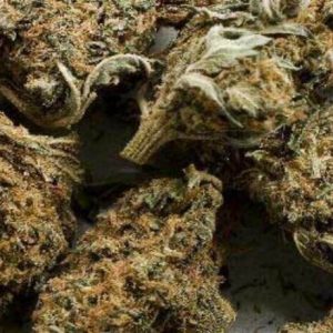 Buy Aceh Marijuana Strain UK