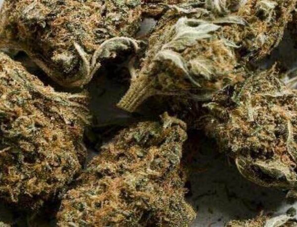 Buy Aceh Marijuana Strain UK