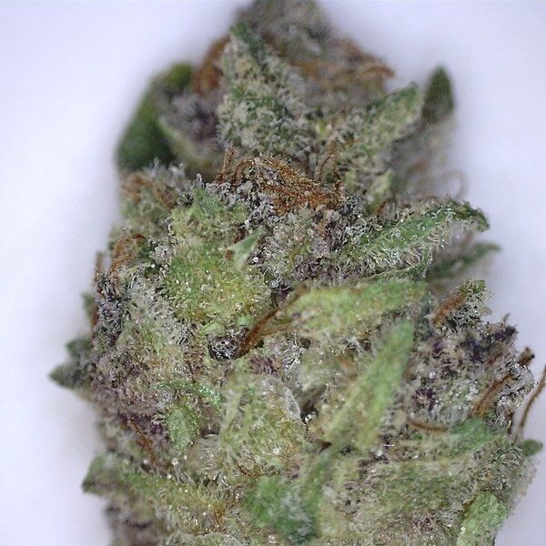 BF Blue Cheese Cannabis Strain