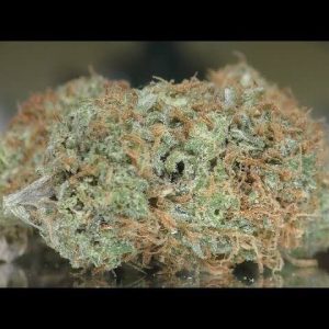 Canguro de Oaxaca Weed Strain