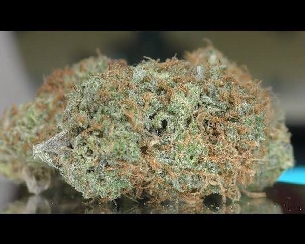 Canguro de Oaxaca Weed Strain