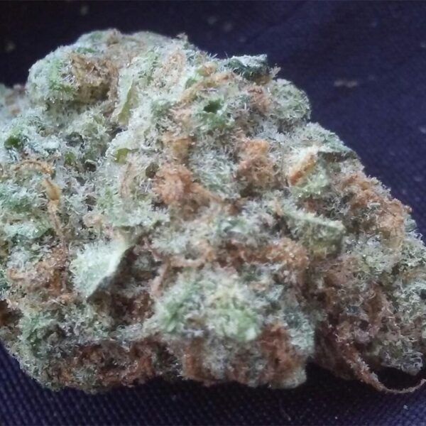 Critical Sensi Star Strain