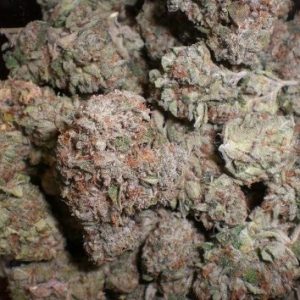 Lions Gate Marijuana Strain