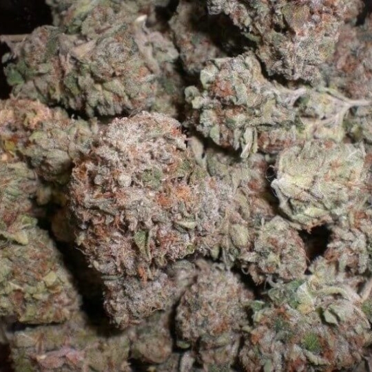 Lions Gate Marijuana Strain
