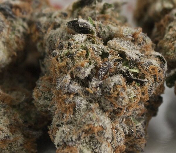 Platinum Girl Scout Cookies Strain