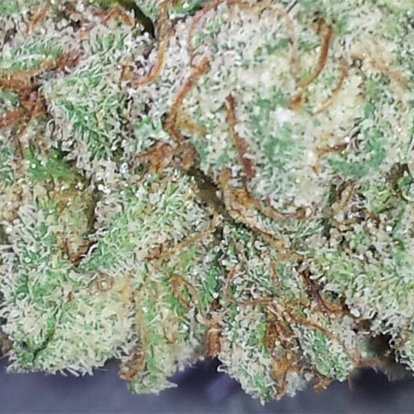 Pure Kush Marijuana Strain UK