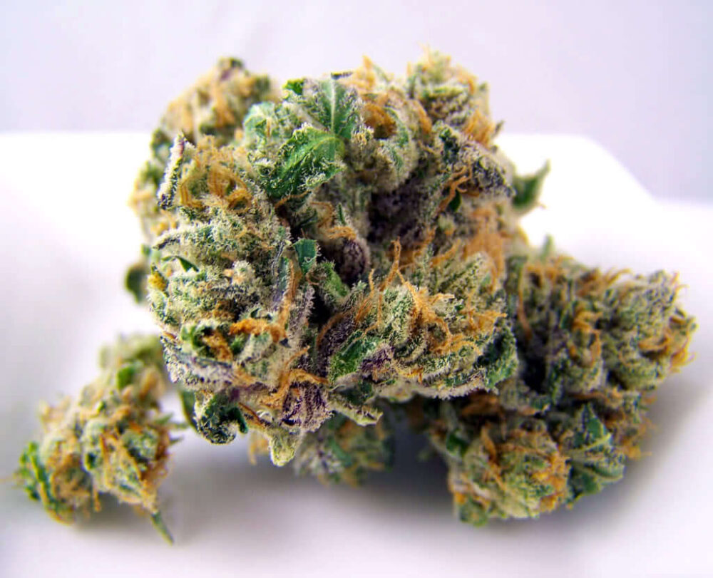 Woody Kush Cannabis Strain UK