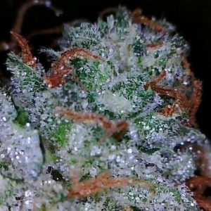 Sourlope Weed Strain UK