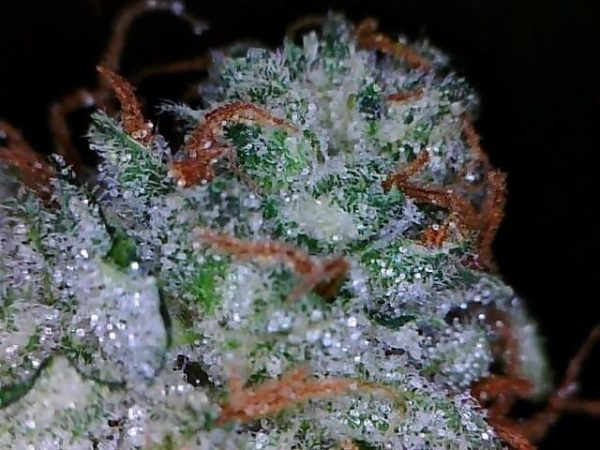 Sourlope Weed Strain UK