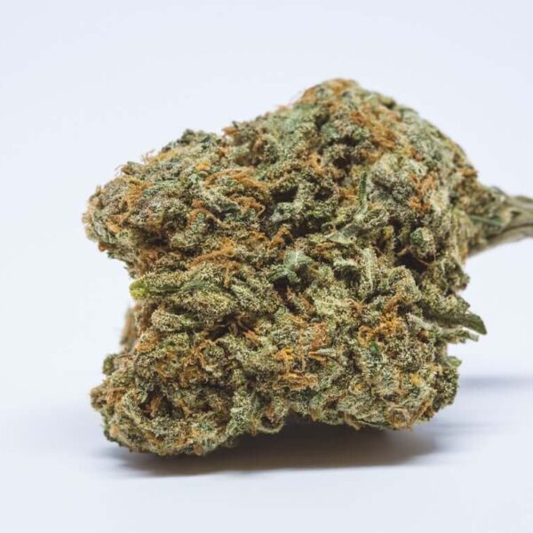 Cheese Marijuana Strain UK