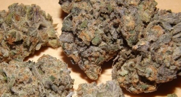 Ackleberry Marijuana Strain